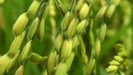 Рис Агат агро культура качественное фото